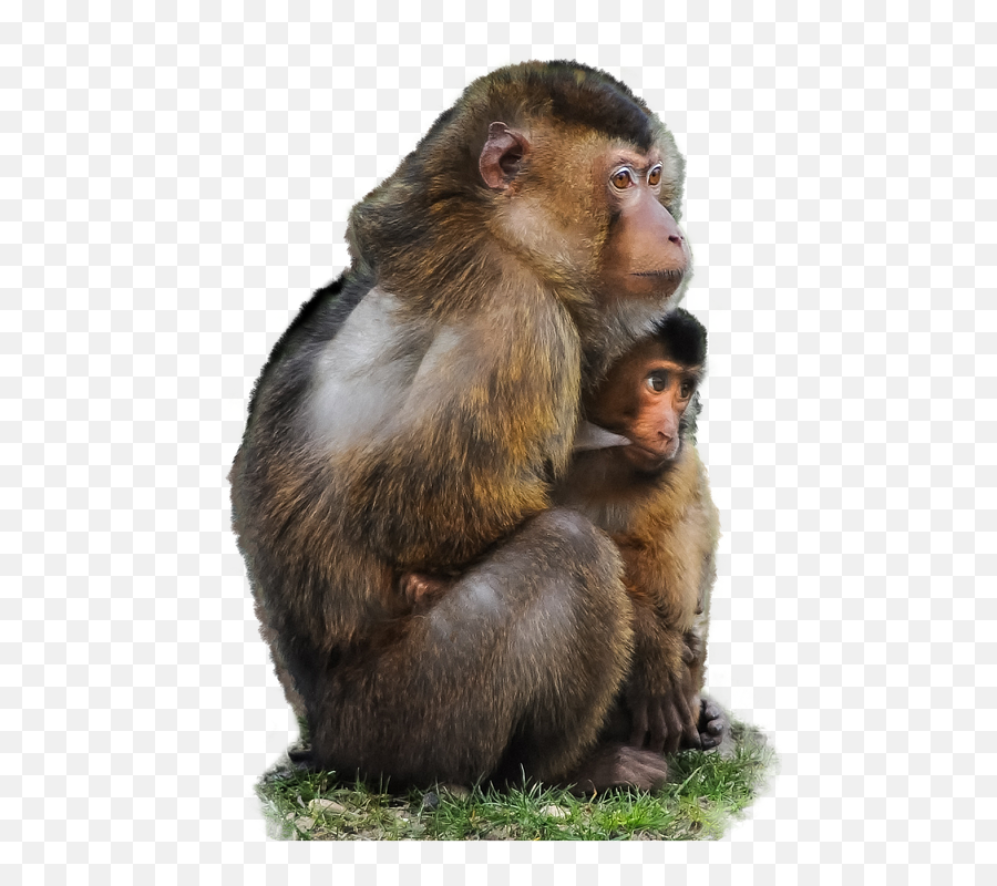 Download Monkey Free Png Transparent Image And Clipart - Monkey And Baby Love Quotes Emoji,Monkey Transparent Background