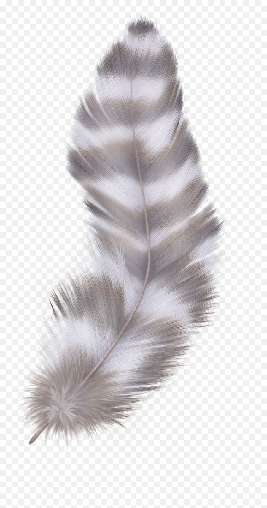 Pin On Clipart Birds - Grey Feather Transparent Background Emoji,Feather Transparent Background