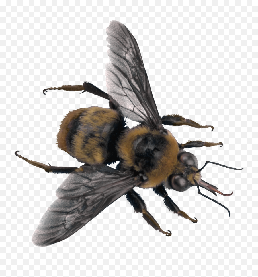 Download Bee Free Png Transparent Image And Clipart - Bee Top Png Emoji,Free Bee Clipart