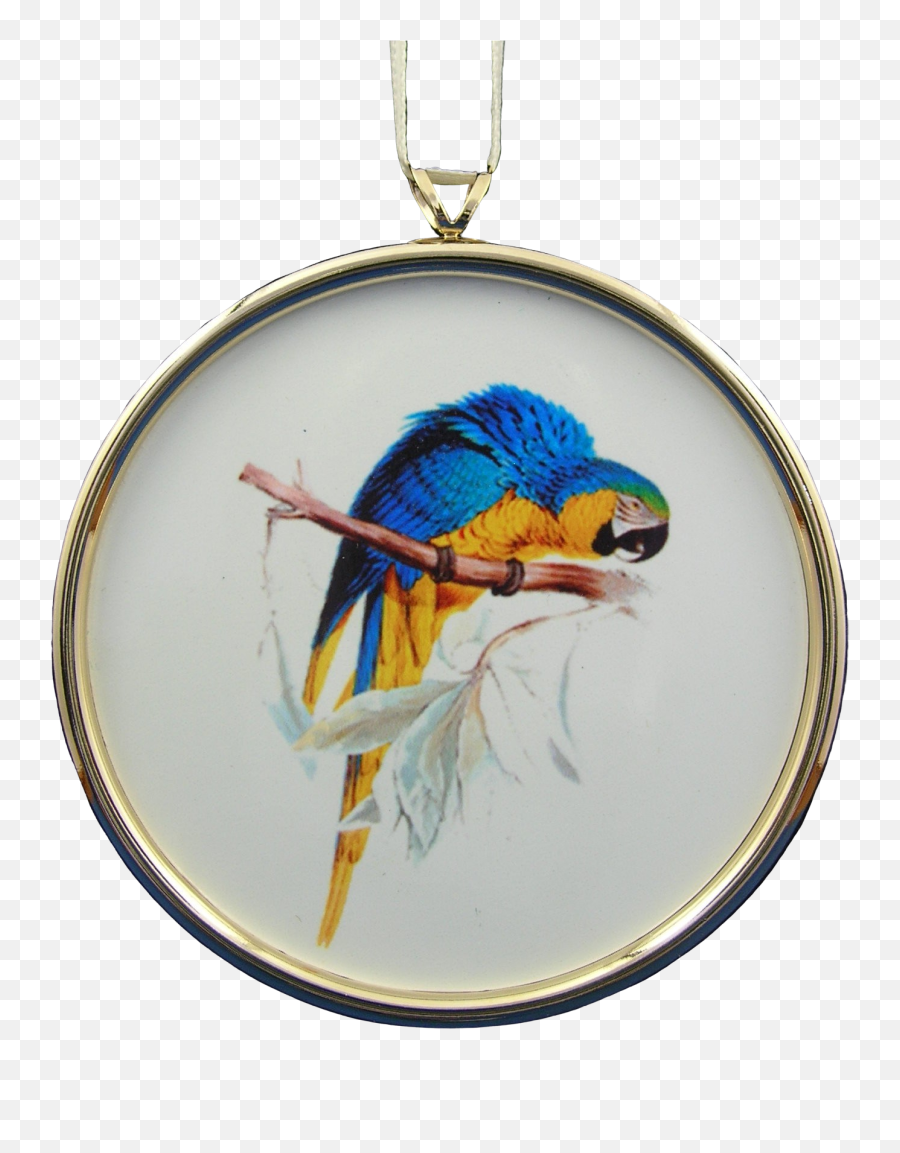 Blue And Gold Macaw Ornament In Gold Frame Emoji,Gold Picture Frame Png