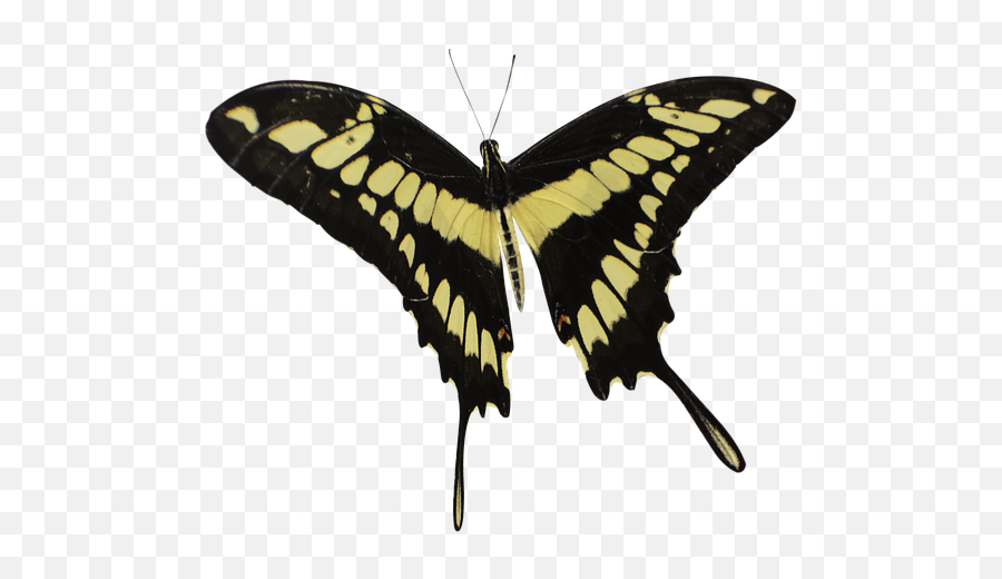 Butterfly Nature Transparent - Free Image On Pixabay Emoji,Butterfly Transparent Png