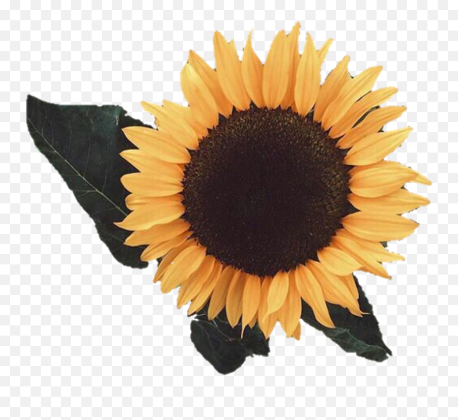 Aesthetic Sunflower Png Image - Sunflower Yellow Aesthetic Png Emoji,Sunflower Png