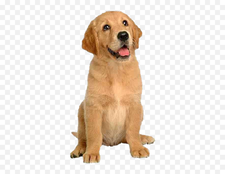 Dog Sitting Png Transparent Image - Dog Is Sitting Emoji,Dog Transparent