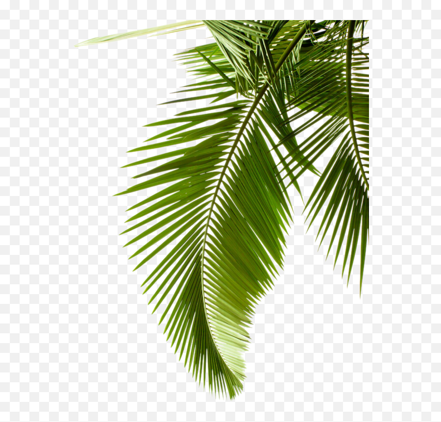 Download Plant Leaf Photography Tree - Palm Leaves For Photoshop Emoji,Palm Leaves Png