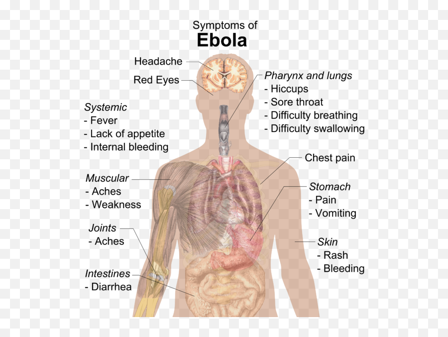 Image - 808129 2014 Ebola Outbreak Know Your Meme Body Systems Does Ebola Affect Emoji,Red Eyes Meme Png