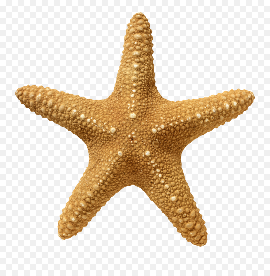 Starfish Png - Palace Emoji,Starfish Png