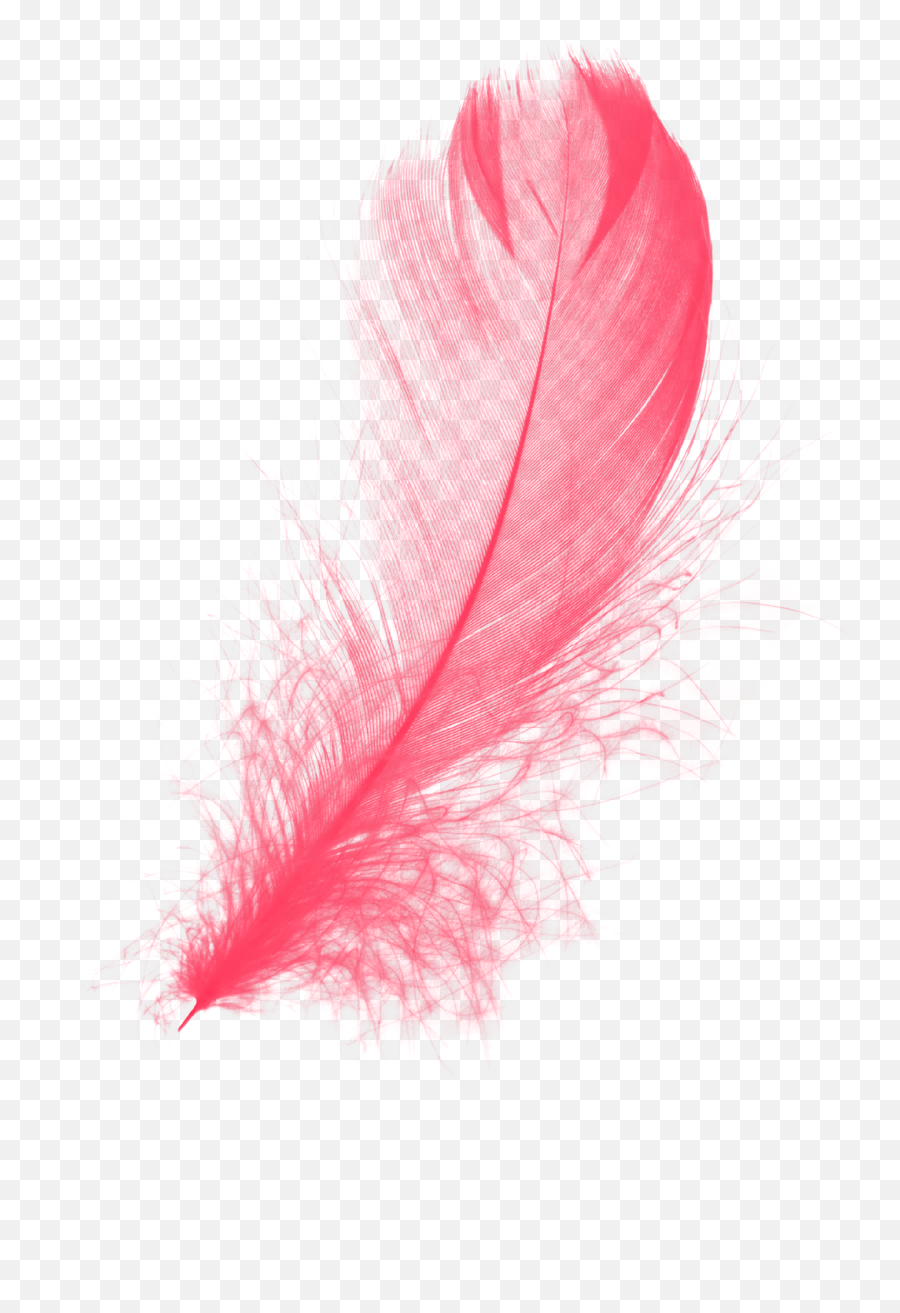 Pink Feather Png Transparent Images - Pink Feather Png Emoji,Feather Png