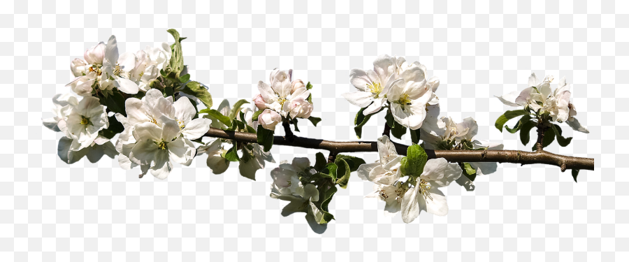 Blossom Bloom Spring - Free Photo On Pixabay Emoji,Cherry Blossom Branch Png