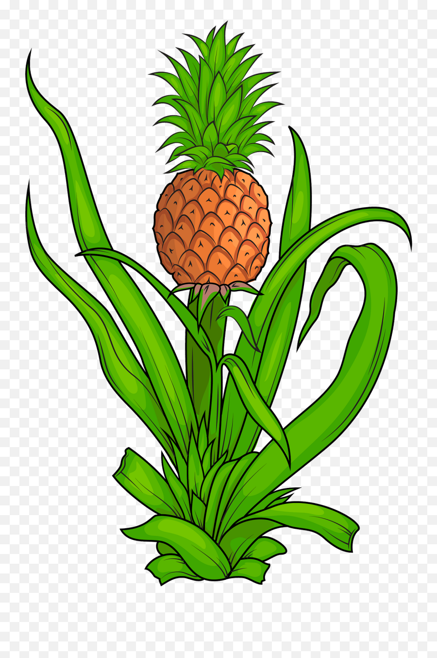 Pineapple Plant Clipart Free Download Transparent Png Emoji,Free Pineapple Clipart