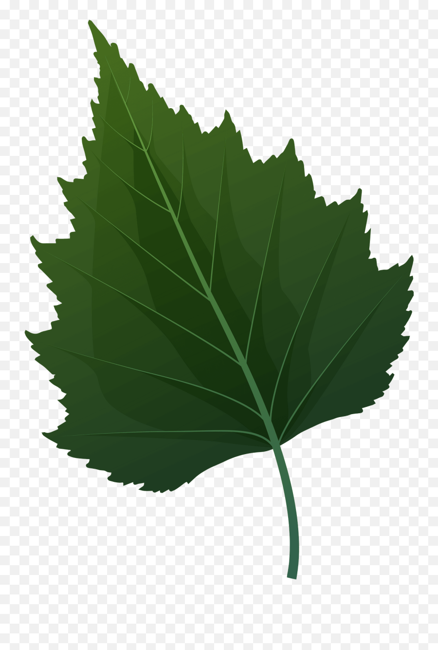 Silver Birch Green Leaf Clipart Free Download Transparent Emoji,Birch Tree Clipart