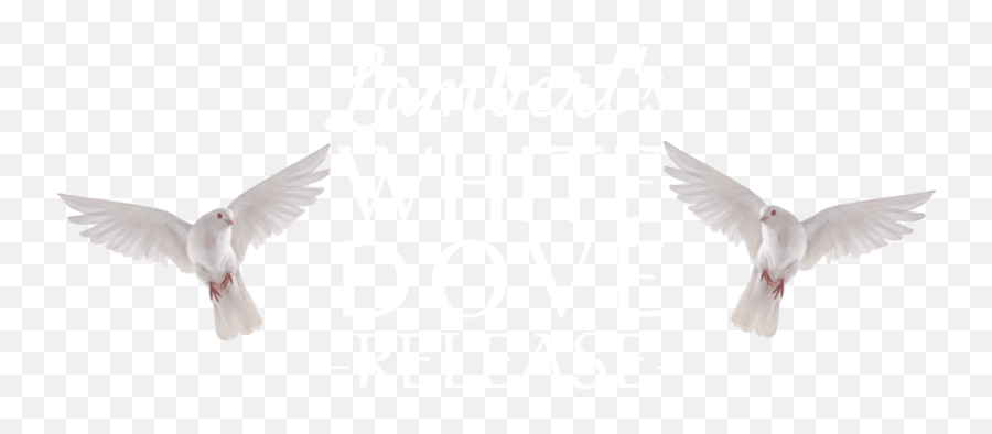 Funerals - Sussex Dove Release Emoji,White Doves Png