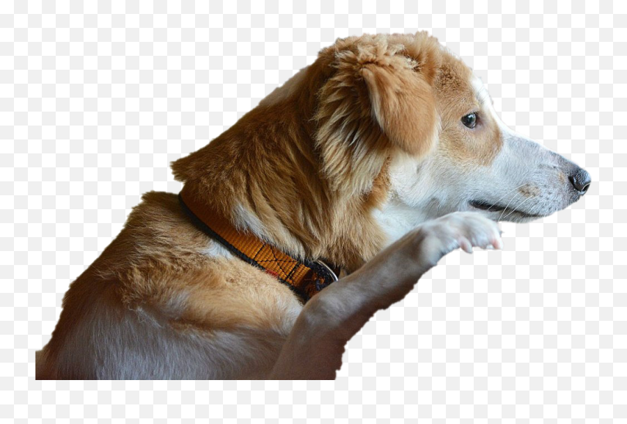 Dog Looking Transparent Png - Transparent Dog Emoji,Dog Transparent