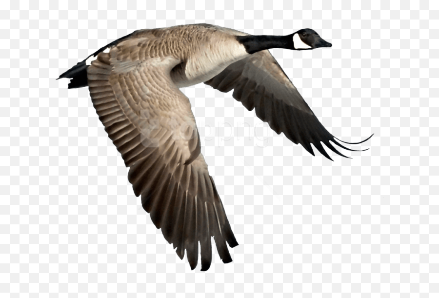 Free Png Goose Png Images Transparent - Canadian Goose Flying Png Emoji,Goose Clipart