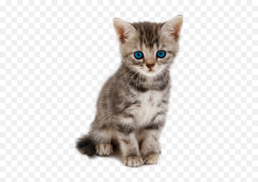 Kitten Images - Kitten Png Transparent Emoji,Kitten Png