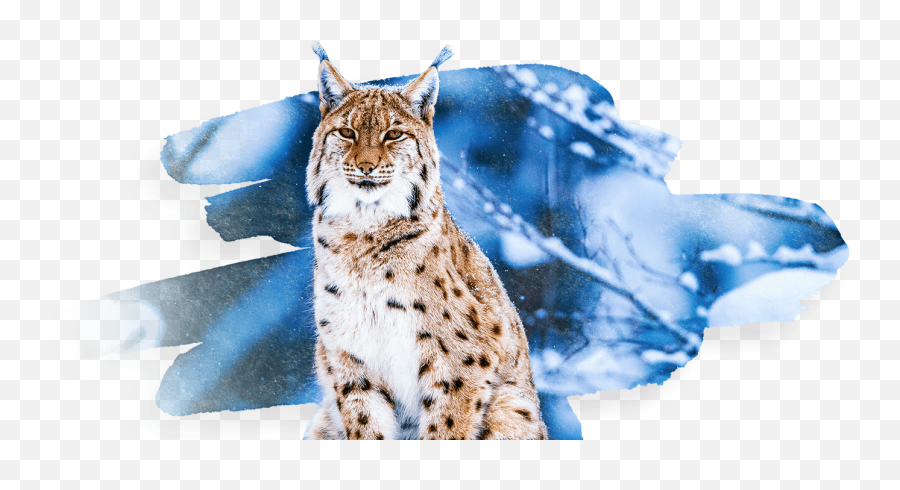 How To Recognize Sign Of Lynx - Otisak Risa Emoji,Claw Mark Png