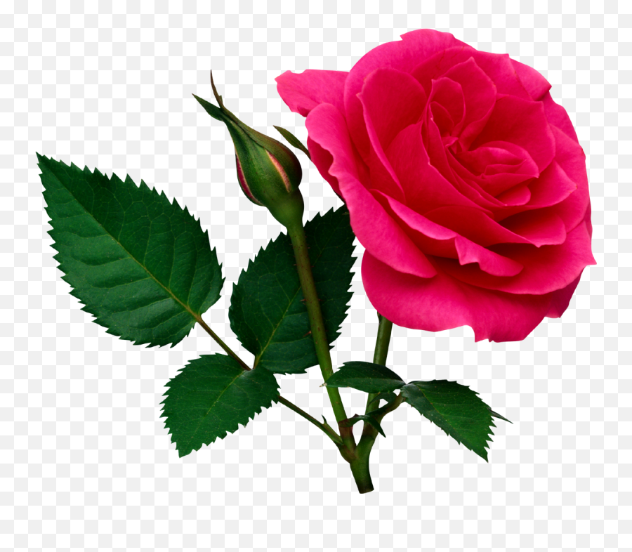 Rose Png - Rose Flower Png File Emoji,Pink Rose Png