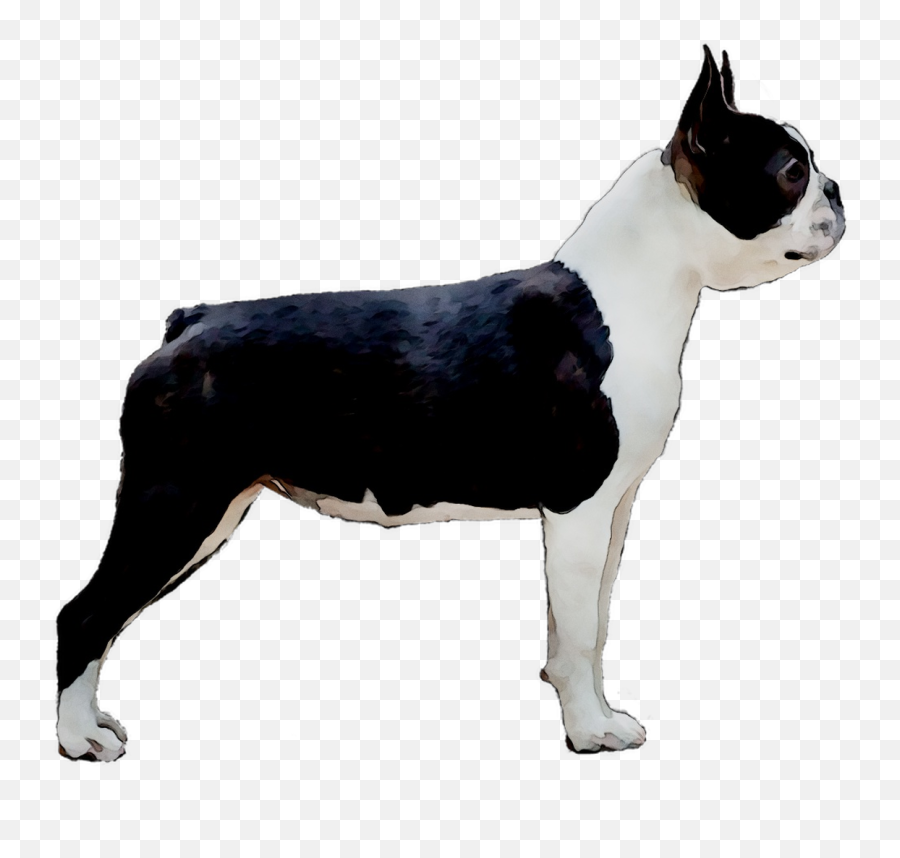 Boston Terrier Toy Bulldog Dog Breed Companion Dog English - Dog Breed Emoji,Boston Terrier Clipart