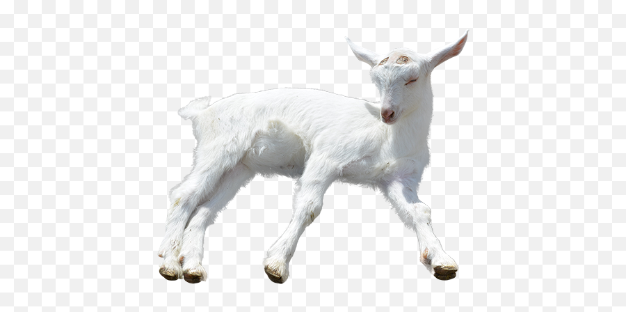 A Goat Barely Staying Awake Maybe Hes Emoji,Goat Transparent Background