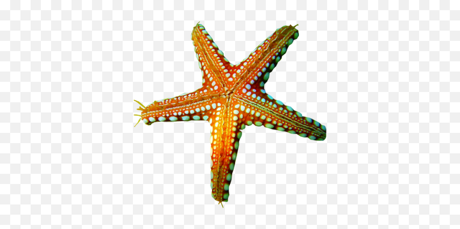 Png Images Starfish Snipstock Emoji,Starfish Clipart Png