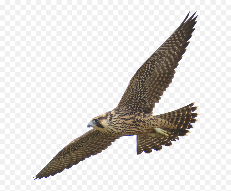 Png Images Falcon 14png Snipstock Emoji,Hawk Head Clipart