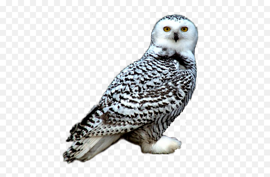 Download Hd Snowy Owl - Snowy Owl Png Png Transparent Png Snowy Owl Png Transparent Emoji,Owl Png