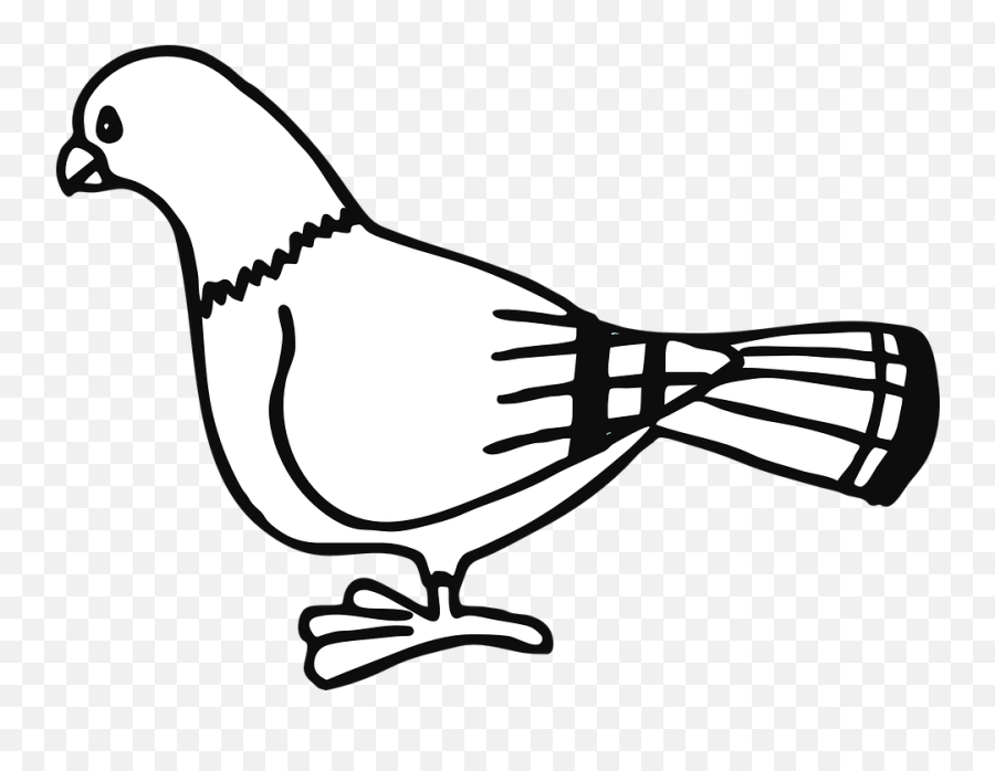 Paloma Ave Animales Ciudad Rayas De Pie Pigeon - Clip Art Pigeon Clipart Black And White Emoji,Paloma Png