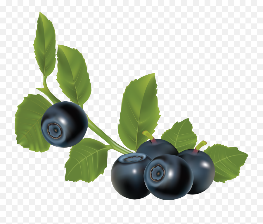 Blueberries Png - Blueberry Vector Png Emoji,Blueberry Png