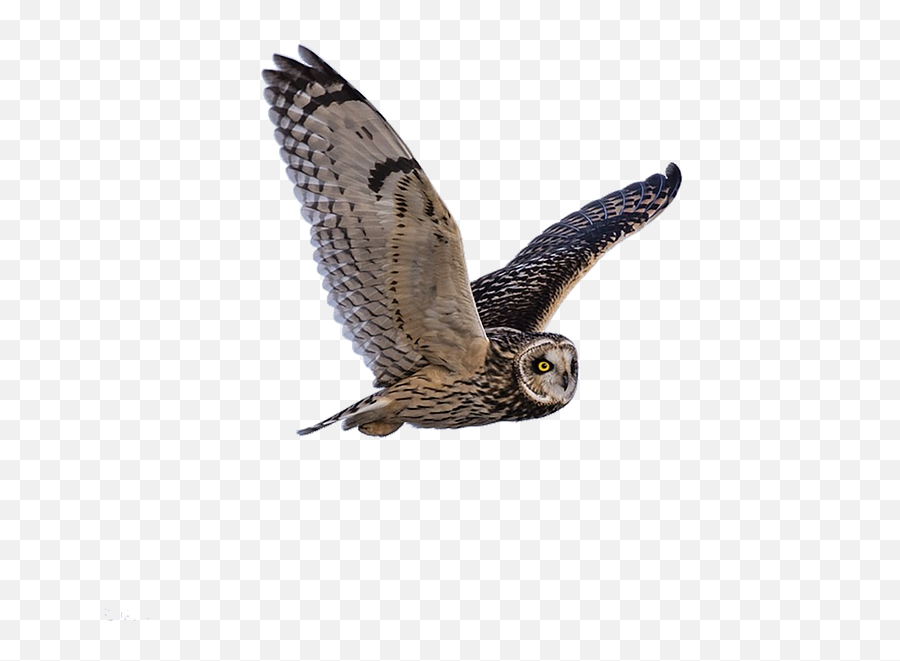 Owl - Flying Barn Owl Png Emoji,Owl Transparent Background