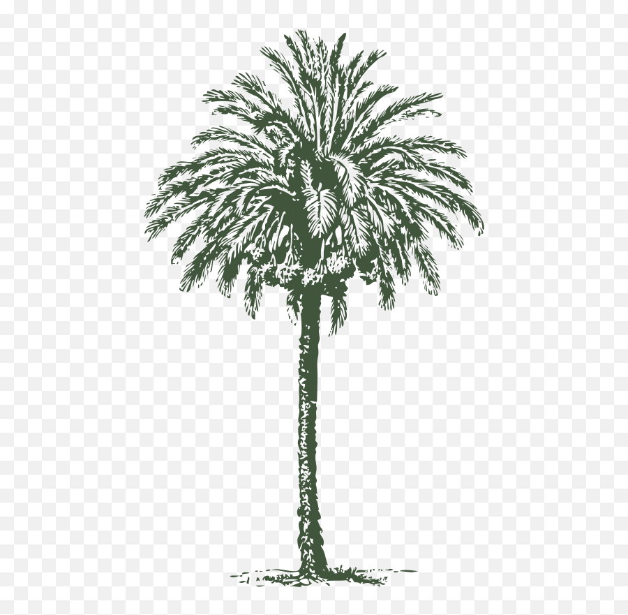 Date Palm - Palmera Agricultural Business Emoji,Date Clipart
