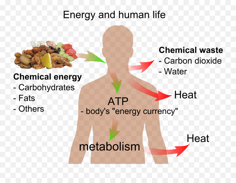 Energy And Life - Energy In Humans Emoji,Life Png