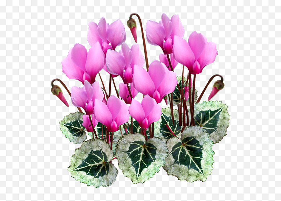 Flowers Pink Cyclamen Plant - Free Image On Pixabay Lovely Emoji,Flowers Transparent Background