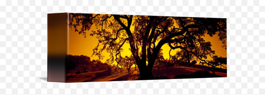 Silhouette Of Coast Live Oak Trees Quercus Agrif By Panoramic Images Emoji,Oak Tree Silhouette Logo