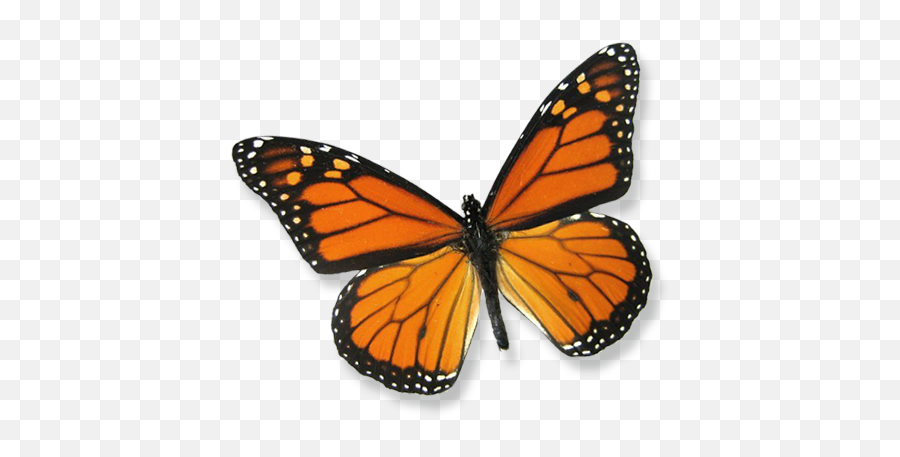 Download Hd About Butterfly Releases - Framed Monarch Emoji,Monarch Butterfly Transparent Background