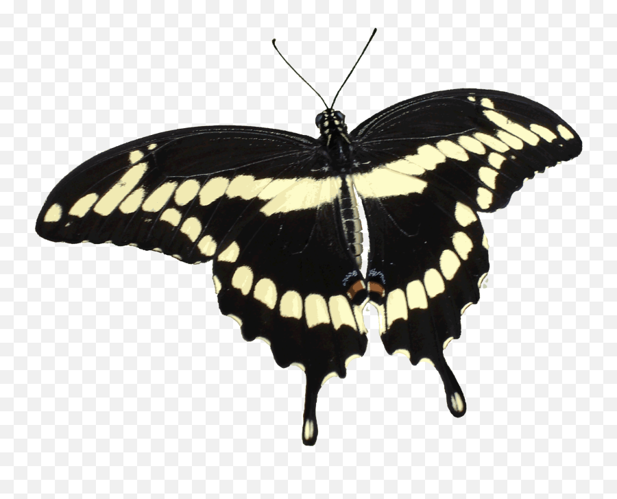 Transparent Butterfly Black White Free Image Download Emoji,Butterfly Transparent Png