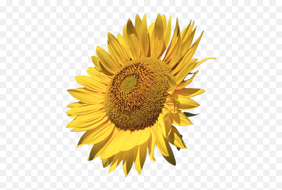 Sunflower Png Images Clipart Png - Real Sunflower Clipart Free Emoji,Sunflower Png