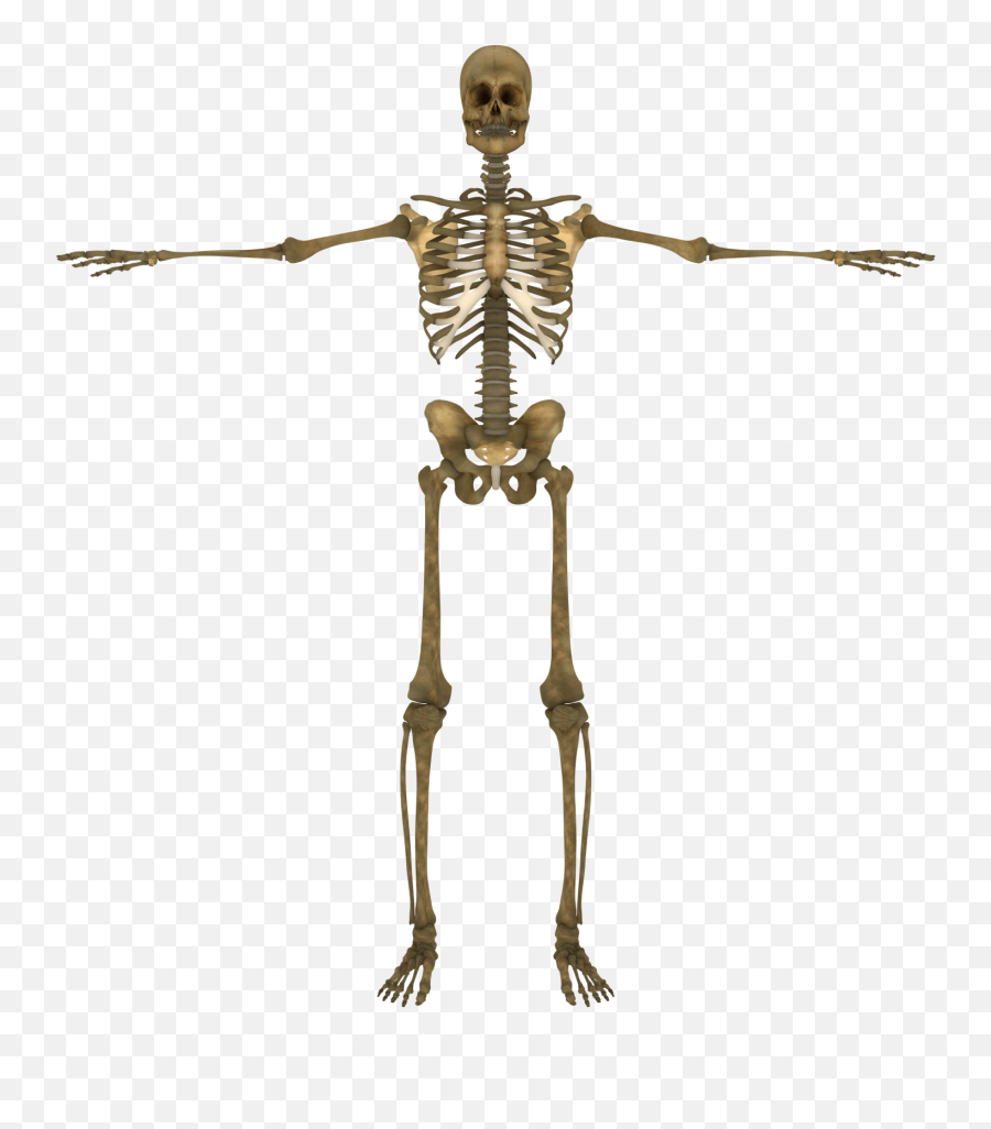 Skeletal System Png - Subscribe Alpha Tauri Human Skeleton 3d Model Skeletal System 3d Emoji,Skeleton Transparent