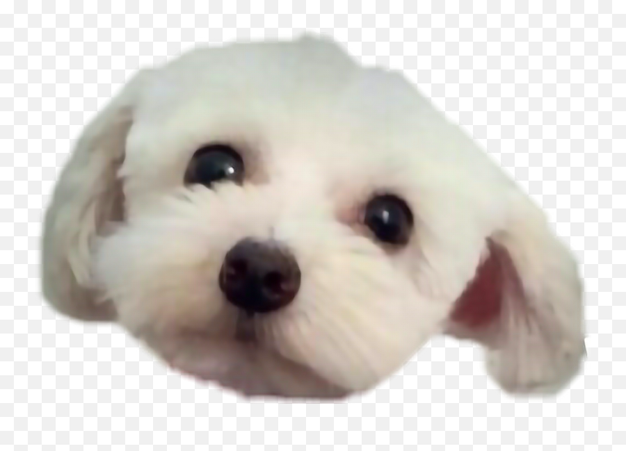 Dog Face Png - Cara De Perro Png Emoji,Dog Face Png