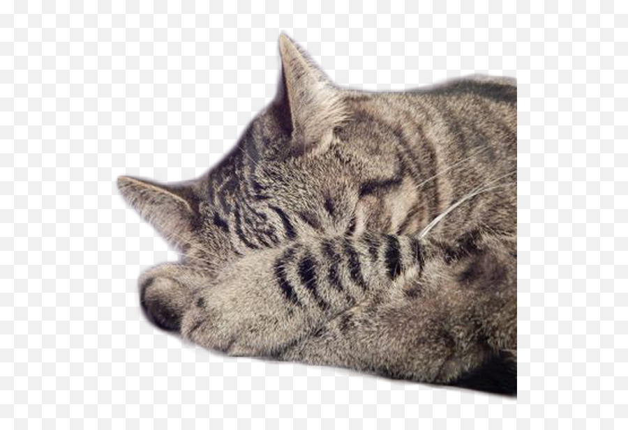 Sleepy Cat Urban Winery - Wine Tastings Allentown Pa Transparent Sleepy Cat Png Emoji,Cat Transparent