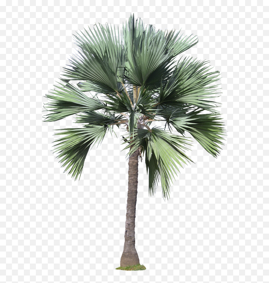 Palm Tree Elevation Png 3 Png Image Emoji,Tree Elevation Png