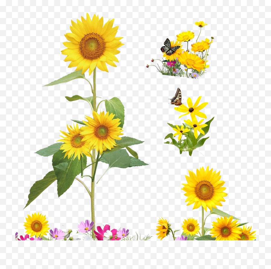 Free Transparent Common Sunflower Png - Sunflowers Emoji,Sunflower Png
