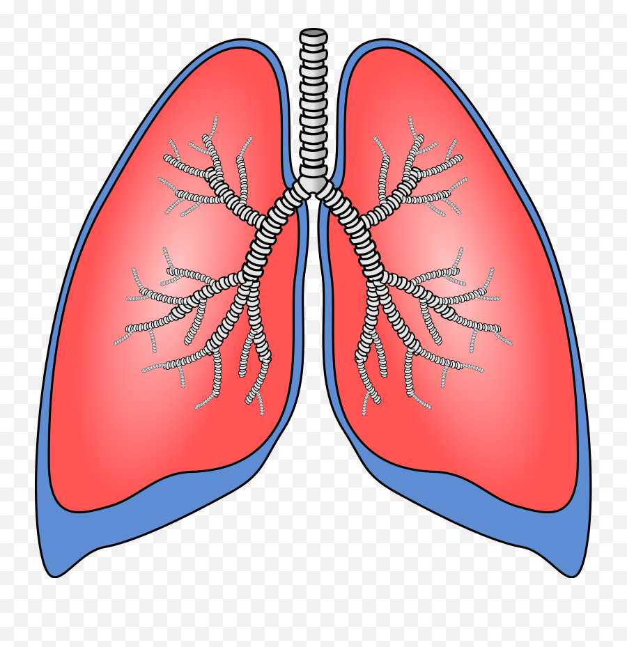 Lungs Clip Art At Clker - Human Clipart Lungs Emoji,Lungs Clipart