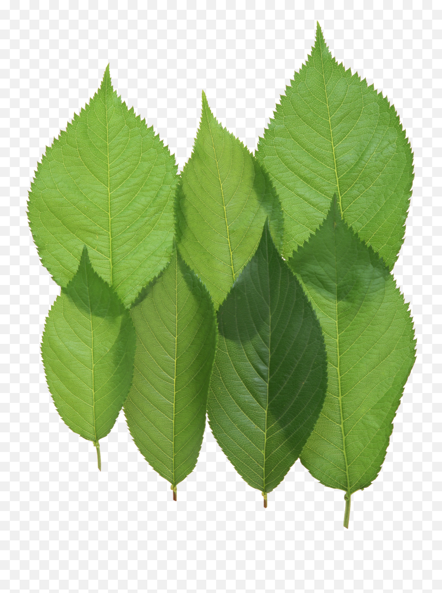 Green Leaf Png - Walnut Leaves Png Emoji,Green Leaves Png