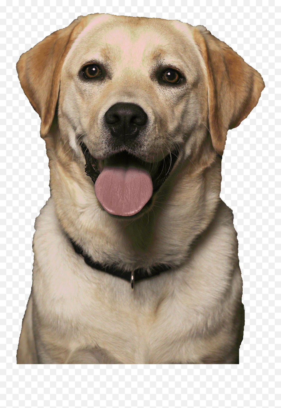 Circle Tail U2013 Helping Dogs Help People U2013 Highly - Skilled Emoji,People Walking Dog Png