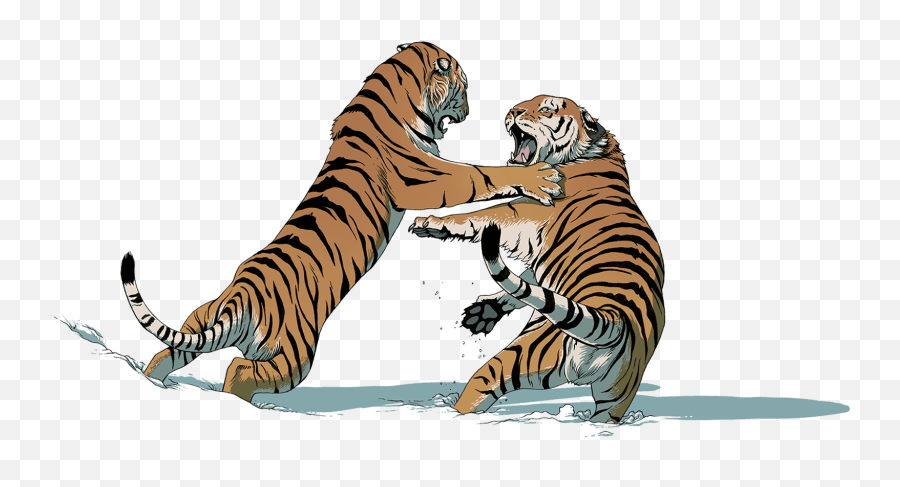 Two Tigers Fighting - Tiger Fight Png Full Size Png Emoji,Fighting Png