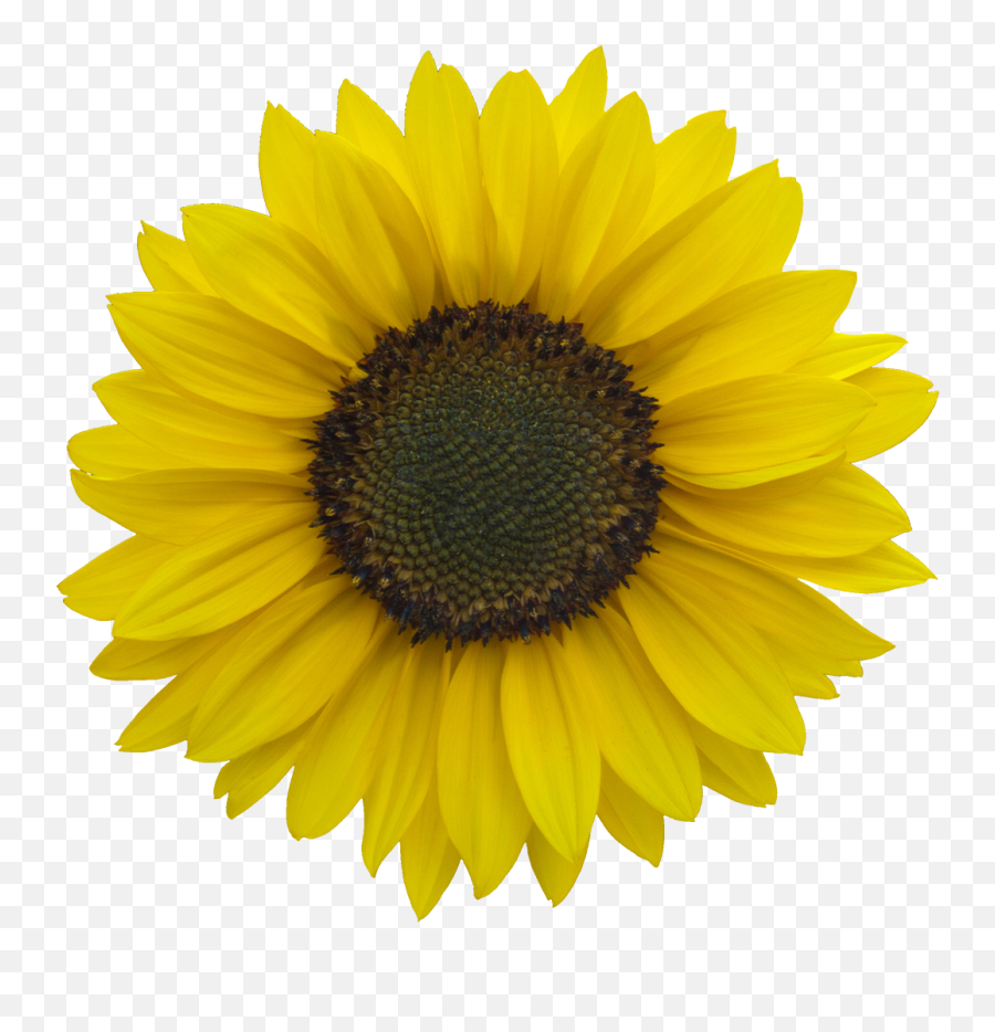 Download Vegetation Sunflower 03 - Sunflower Cutout Emoji,Sunflower Png