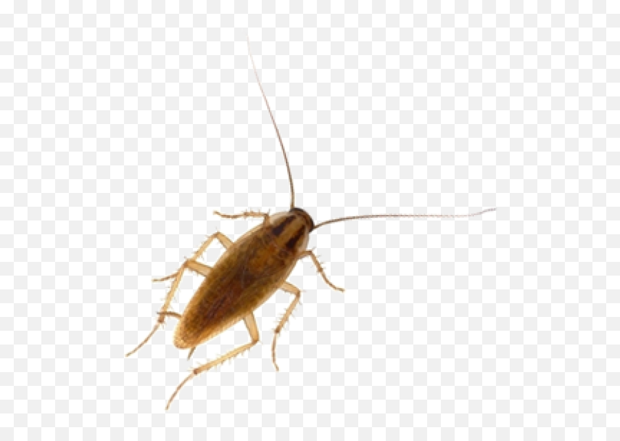 Roach Png Free Download 12 Png Images Download Roach Png Emoji,Roach Png