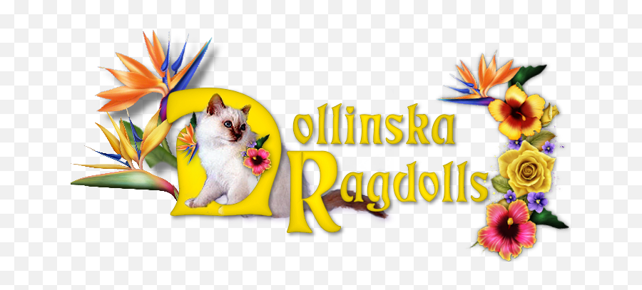 Ragdoll Kittens Naples Florida - Floral Emoji,Ragdoll Logo