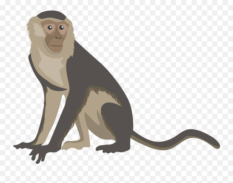 Capuchin Monkey Cartoon Png Image With - Realistic Monkey Clip Art Emoji,Monkey Png