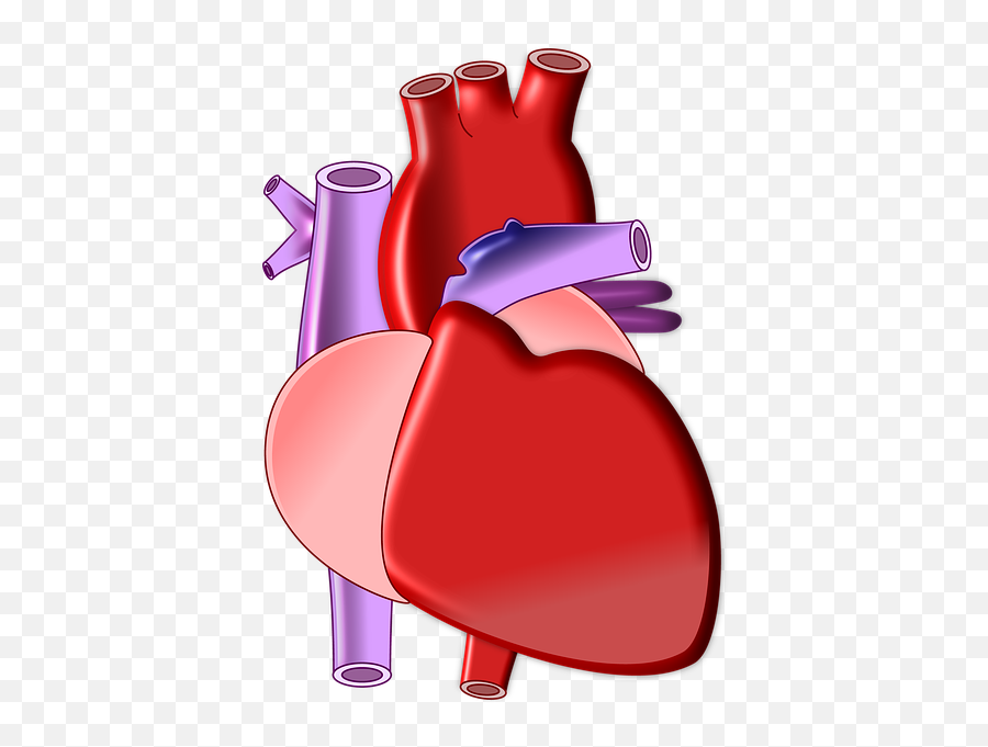 Heart Biology Organ Medical Health Body - Heart Biology Png Emoji,Healthy Heart Clipart
