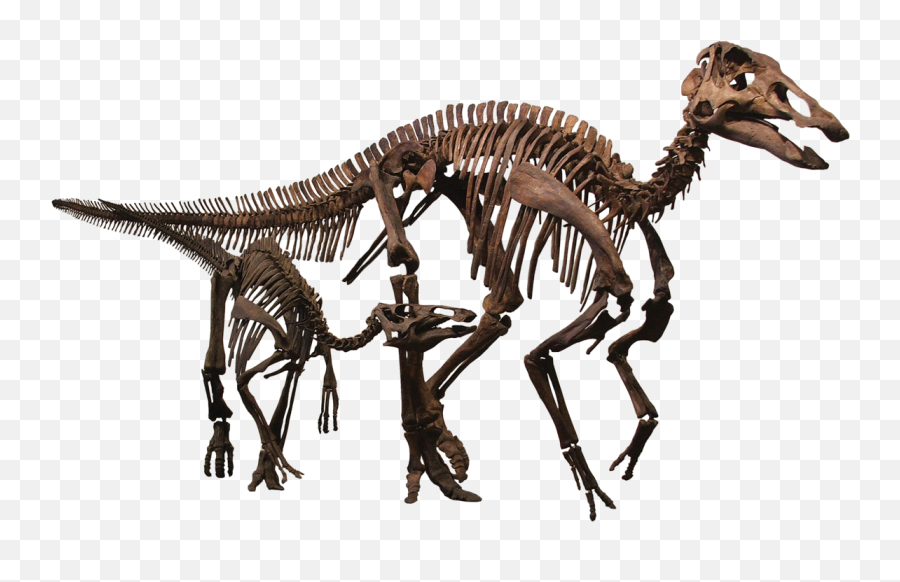 Edmontosaurus - Wikipedia Edmontosauro Wikipedia Emoji,Skeleton Transparent